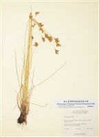藏品(燈心草)的圖片
